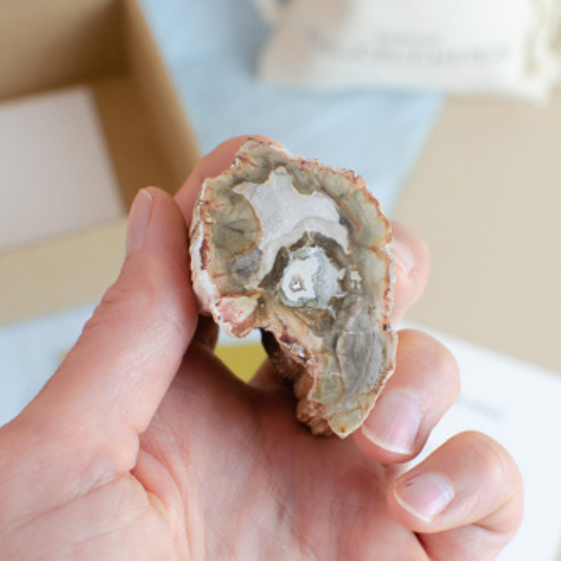 versteinertes Holz roh